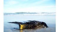Genomic Study Uncovers Kelp’s Role in Linking Southern Pacific Coastal Communities