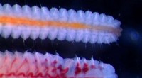 Polychaete Worms in Southern Africa s Seas: Clarifying Their Role and Impact