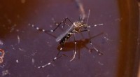 Newly Discovered Mosquito Species, Missing 90 Years, Resurfaces in Australia