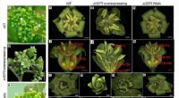 JcSEP3 Controls Stamen Formation in Jatropha curcas: Insights into Floral Development