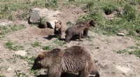 Spain Launches Search for Injured Bear and Cub After Brutal Attack