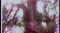 Chile’s Alerce Tree Could Be the Oldest Living Tree on Earth