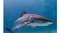 Tiger Shark Vision Unveiled: How Animal‑Borne Cameras Reveal Prey Tracking