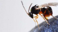 USDA Greenlights Tiny Wasp Release to Target Devastating Fruit Fly