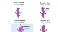 Unified Mechanism Linking DNA/RNA Twist Changes to Mechanical Stress