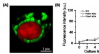 PDAT Governs Phosphatidylethanolamine as a Short‑Term Carbon Sink, Offering an Alternative to Triacylglycerol in Nannochloropsis