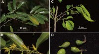 Researchers Discover Two New Polyalthiopsis Species in China