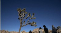 Joshua Tree National Park Temporarily Closes Trail to Protect Bighorn Sheep During Drought