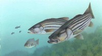New Study Uncovers Bass Genetic Diversity, Boosting Conservation Efforts