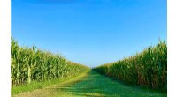 Long-Term Corn Monoculture Shows Cover Crops Alone Can t Restore Soil Health