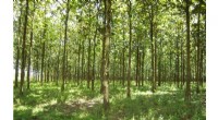 New Study Reveals Tree Plantations Threaten Tropical Ecosystems