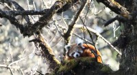 Red Pandas on the Brink: Study Reveals Human Threats Driving Species Closer to Extinction