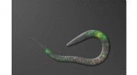 New Study Uncovers How Salt‑Seeking Worms Control Their Migration at the Molecular Level