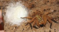 New Research Deciphers Social Behavior Patterns in Huntsman Spiders