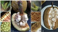Bornean Indigenous Knowledge Confirms Two Distinct Artocarpus Species, Verified by Genetic Analysis