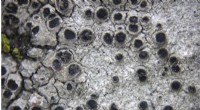 Lichens’ Defense Mechanisms Against Toxic Metals and Acidic Conditions