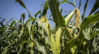 Bt Corn Safe for Non‑Target Species: New Meta‑Analysis Confirms Minimal Impact