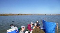 Worms Drive Nutrient Cycling, Boosting Coorong Lagoon Remediation Efforts