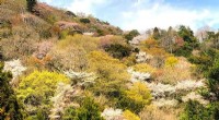 Wild Cherry Blossoms: A Path to Forest Conservation Success