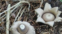 Explore Victoria s Fungi: A Prime Season to Discover Native Species