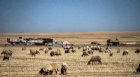 Syria s Climate‑Damaged Wheat Fields Now Serve Livestock, Not Human Food