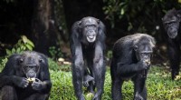 New Chimpanzee Genetic Map Aims to End Illegal Trafficking