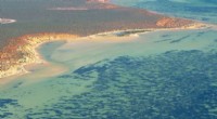 Australia s Seagrass Meadow: The World s Largest Single Plant
