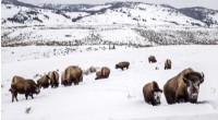 US Wildlife Service to Evaluate Yellowstone Bison for Endangered Species Protection