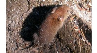 Scientists Discover New Coronavirus in Swedish Bank Voles