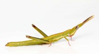 Australian Grasshopper Stopped Sexual Reproduction 250,000 Years Ago—Thriving Asexually