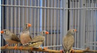Long-Term Personality Traits Shape Problem-Solving in Zebra Finches: New Study Findings
