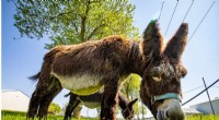 Conserving the Rare Baudet du Poitou Donkey: A Global Effort
