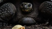 Swiss Zoo Welcomes Rare Albino Galapagos Giant Tortoise