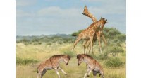 Ancient Fossil Uncovers Key Drivers of Giraffe Evolution