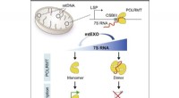 7S RNA in Mitochondria: A Key Regulator of Gene Expression | Cell Study
