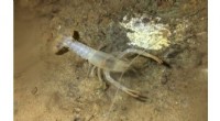 Rare Shelta Cave Crayfish Rediscovered in Alabama Cave After 30 Years