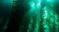 Patagonia s Kelp Forests: A Climate Change Success Story