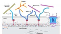 Nuclear Lamin Isoforms: Distinct Roles in Chromatin Organization and Nuclear Envelope Structure