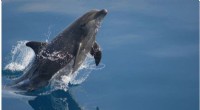 Bottlenose Dolphins Thrive in NYC Estuary: Summer & Fall Feeding Hotspot