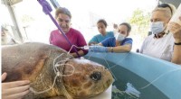 Loggerhead Sea Turtle Recovers After Shark Attack and Egg Laying