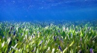 Ancient Giant: 4,500-Year-Old Seagrass Field Discovered in Australia