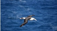 Manx Shearwaters: Dynamic Soaring Mastery Beyond Albatrosses | Science Advances