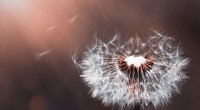 Dandelion Seed Dispersal: Unlocking Nature s Engineering Secrets