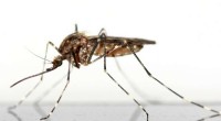 Mosquito Sensory Systems: New Insights for Disease Control