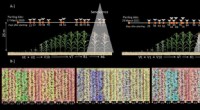 Early Corn Rust Detection with Drone Technology | Texas A&M AgriLife