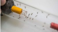 Sleep-Deprived Mosquitoes Prioritize Rest Over Blood – New Research
