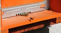 Asian Hornet Invasion: Risks and Impacts on Ecosystems
