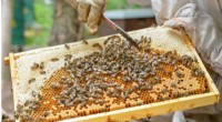 Global Threat: New Bee Virus Variant Disrupts Honeybee Colonies