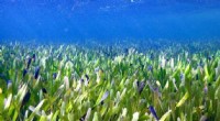 World s Largest Plant: 180km Seagrass Clone in Western Australia