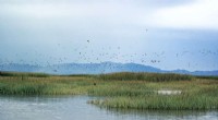 Toxic Metal Uptake in Great Salt Lake Ecosystems: A New Study